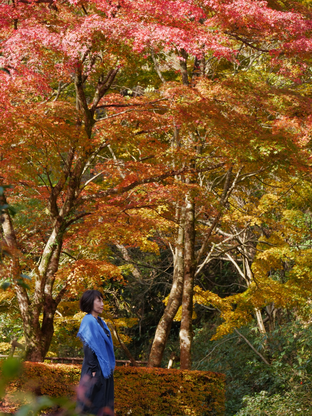 紅葉狩り