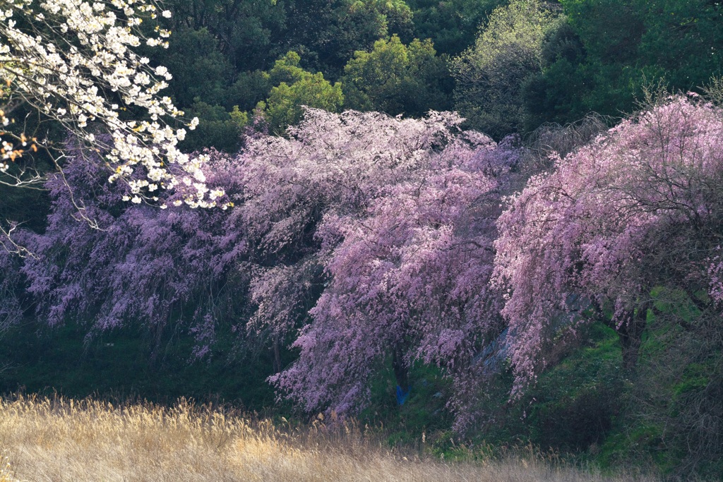 枝垂れ桜