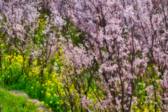 菜の花と桜