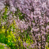 菜の花と桜