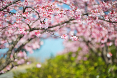 河津桜