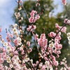 Plum blossoms and blue sky
