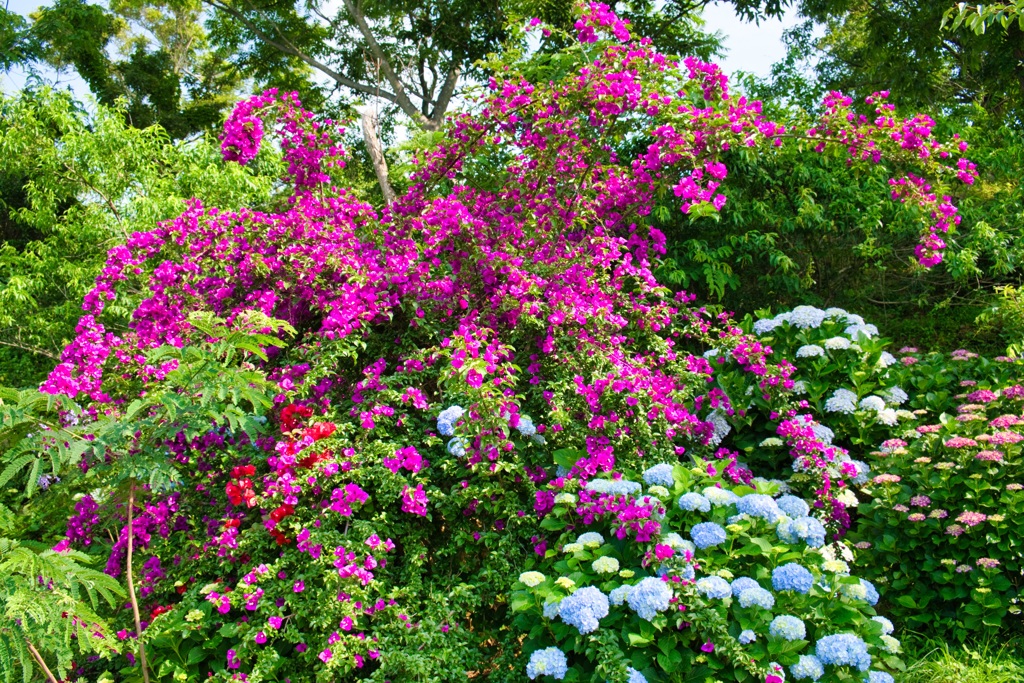 Bougainvillea and Hydrangea