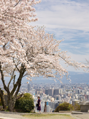 見晴らし桜