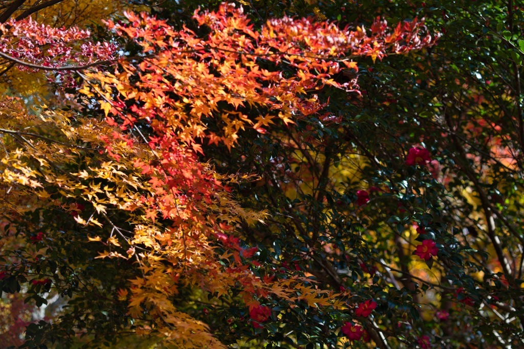 環境芸術の森