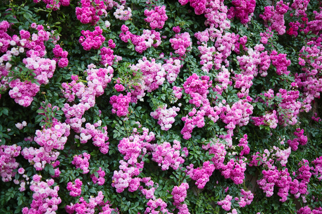 薔薇