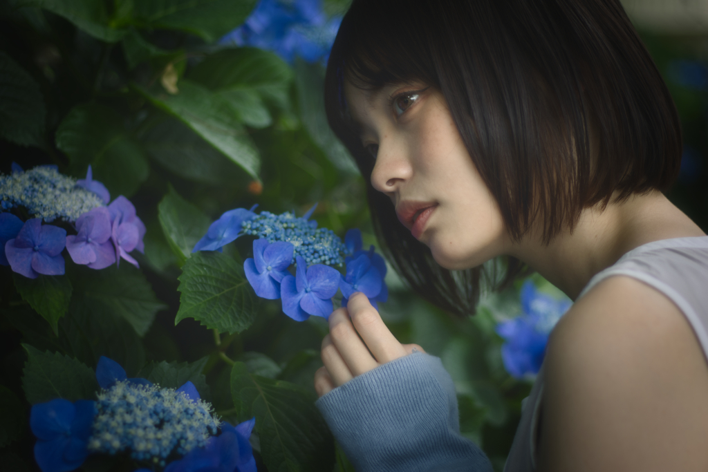 紫陽花