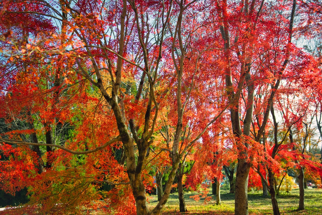 紅葉