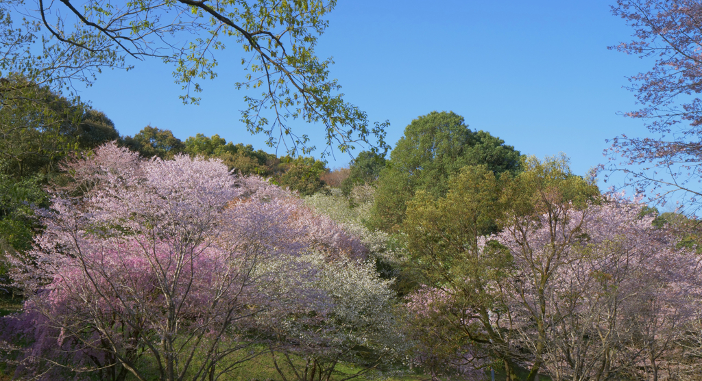 山桜