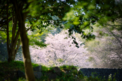 山桜