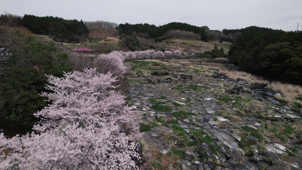 千畳河原の桜