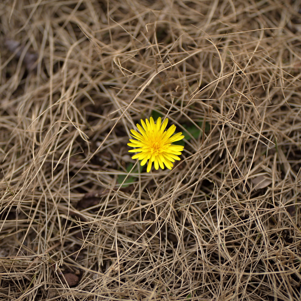 開花