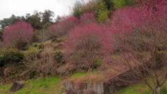 谷尾崎梅林公園