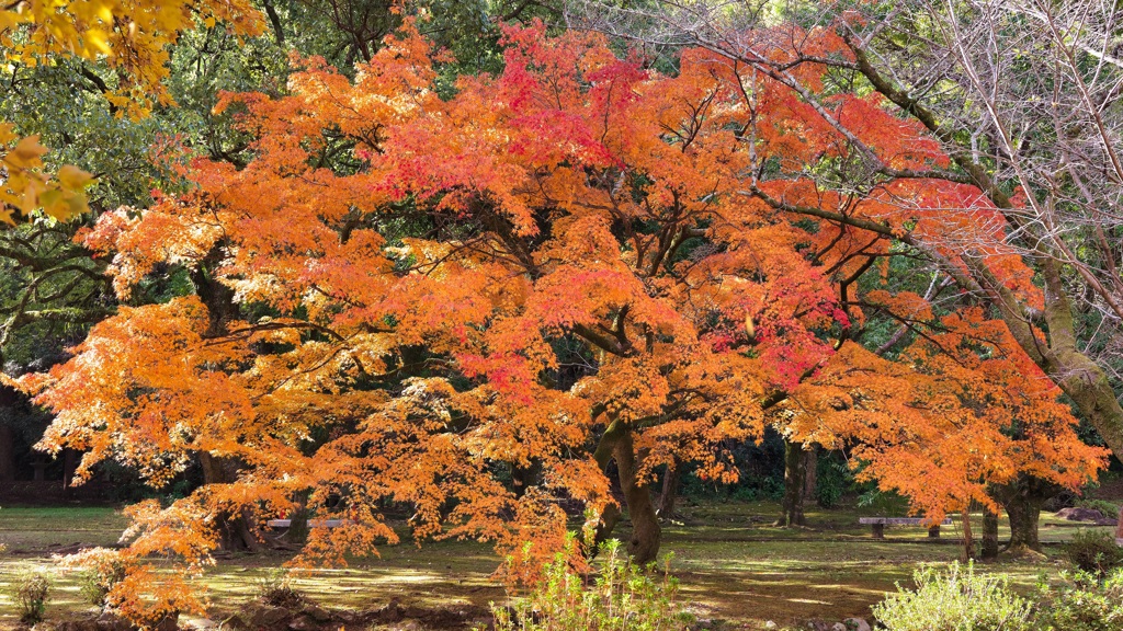 大紅葉