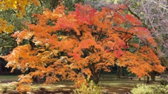 大紅葉