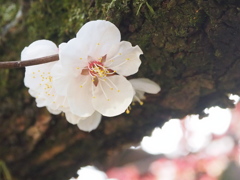 梅から桜へ