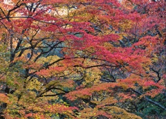 紅葉