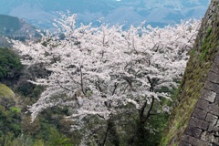三の丸の石垣と桜