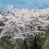 三の丸の石垣と桜