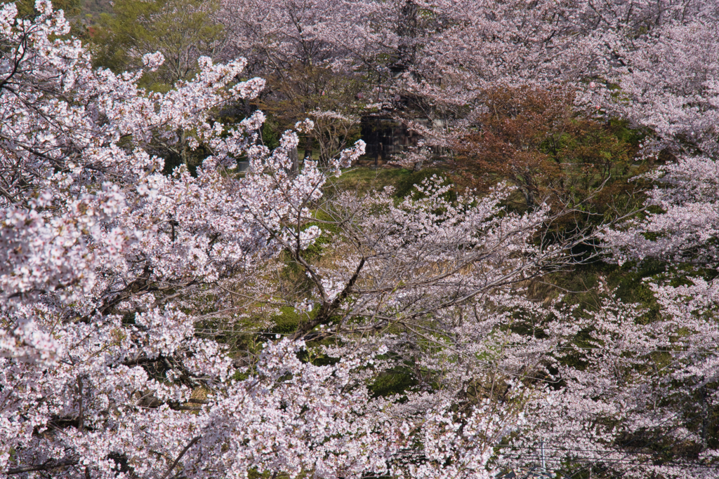 さくら色