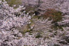 さくら色