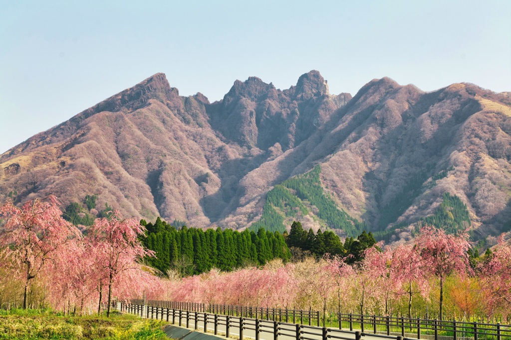 枝垂れ桜と根子岳