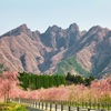 枝垂れ桜と根子岳