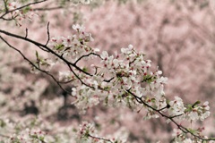 桜の色