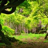 樹齢630年の根が張る