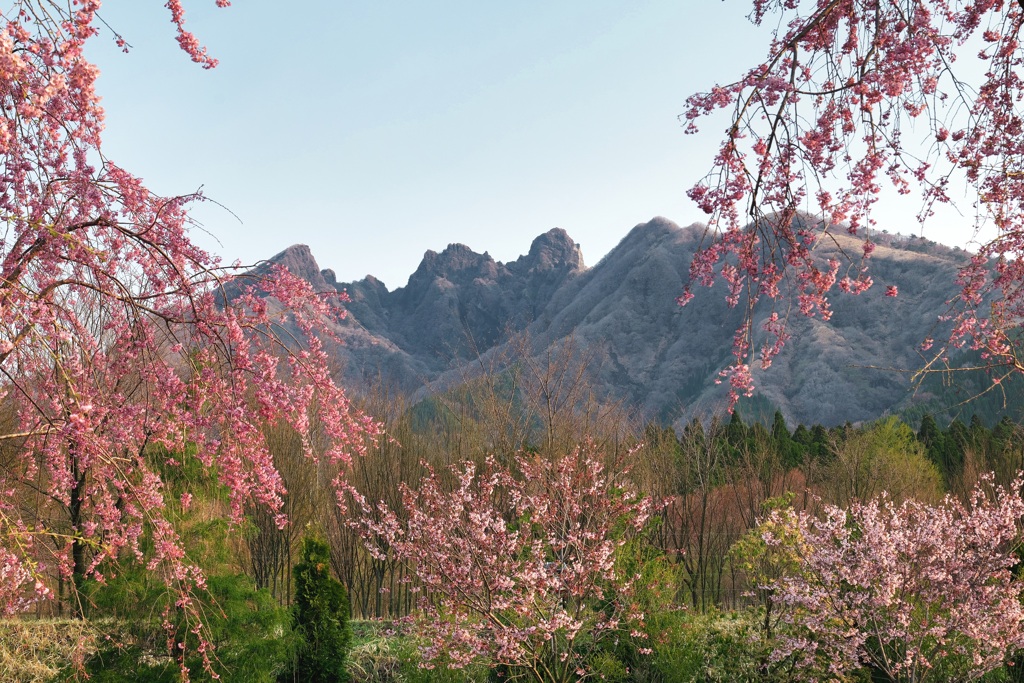 桜園から根子岳を望む