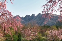 桜園から根子岳を望む