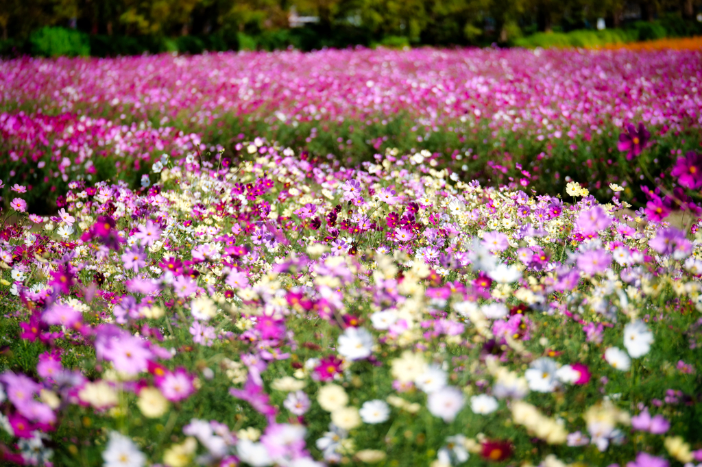 秘密の花園