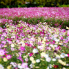 秘密の花園