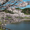 湖畔の桜