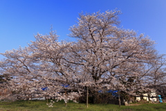 ある会社の桜