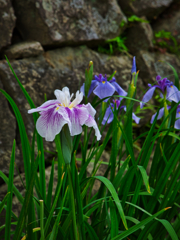 花しょうぶ