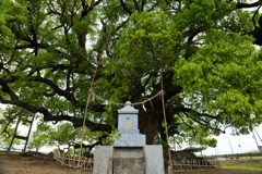 寂心さんの樟