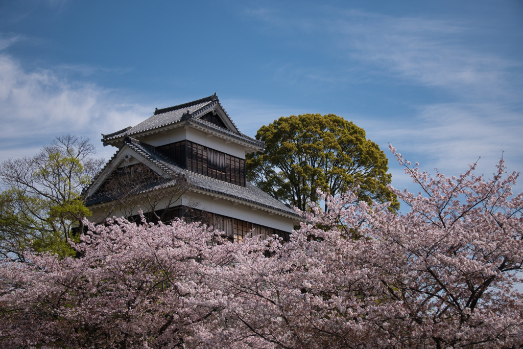 未申櫓と桜