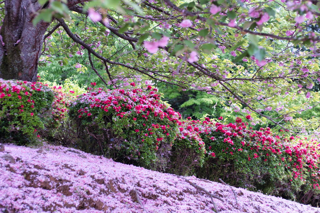 枝垂桜とつつじ