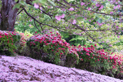 枝垂桜とつつじ