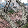 紅白のサクラ