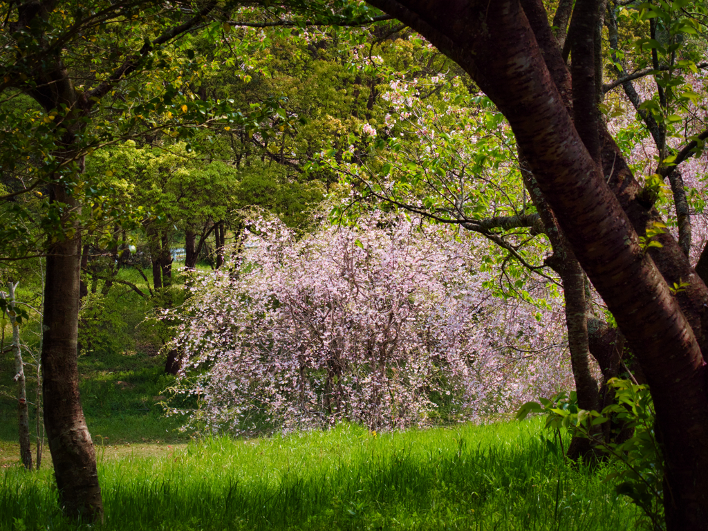 山桜