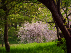 山桜