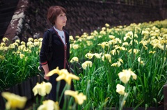 黄菖蒲