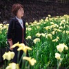 黄菖蒲
