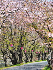 桜まつり