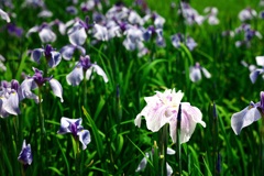 White iris
