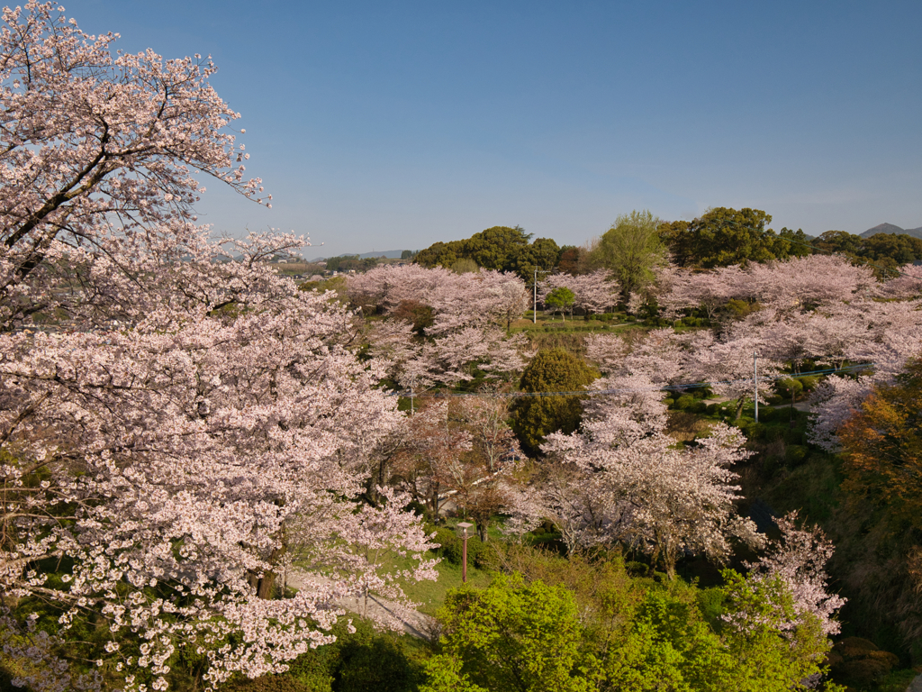 菊池のさくら