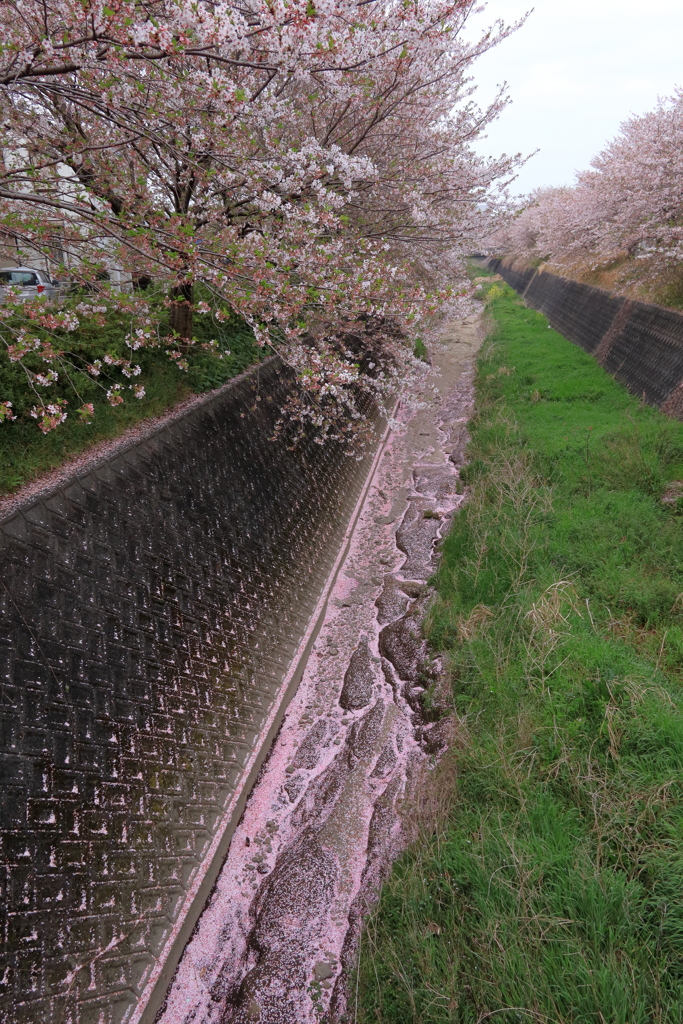 花筏ってか？