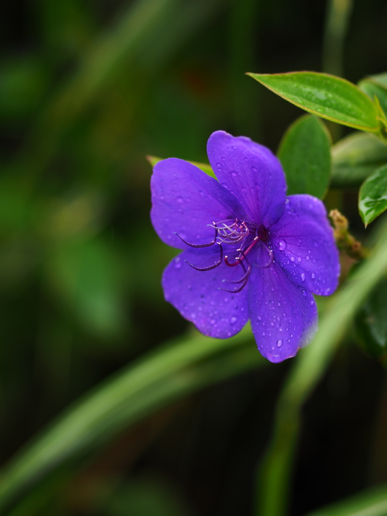 南の花